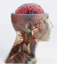 ストラタシスの最新の3Dプリンティング技術でプリントされたモデル