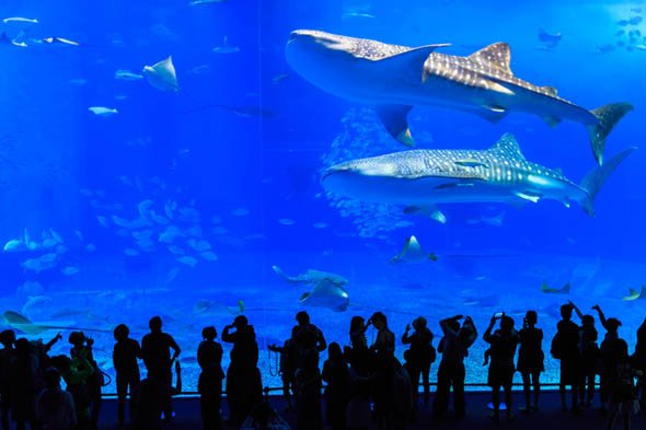 美ら海水族館