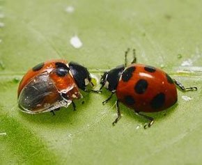 人工さや羽を移植したナナホシテントウ（左）