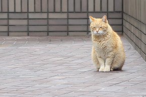 芝浦一丁目の猫