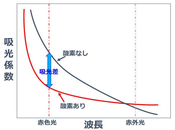 ヘモグロビンの吸光特性（波長依存性）